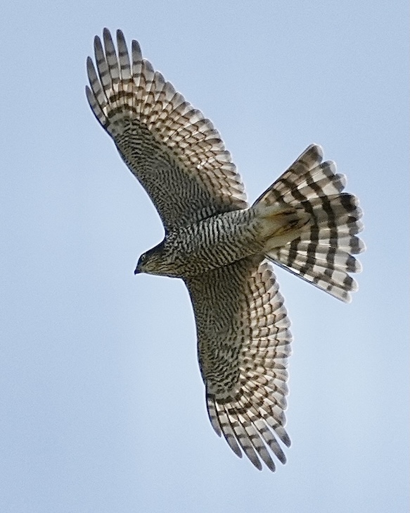 sparrowhawk